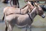 donkey picture