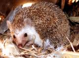 hedgehog picture