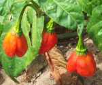hot pepper picture