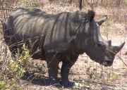 rhinoceros