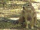 squirrel picture